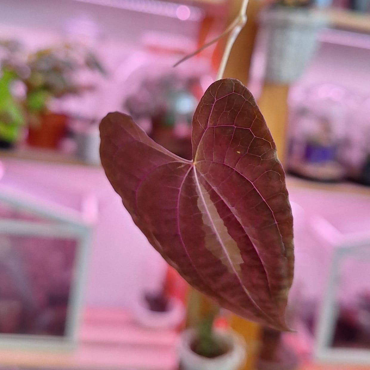 Dioscorea discolor